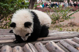 Camera-shy cubs