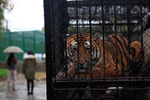 Zoo practices emergency rescue drills