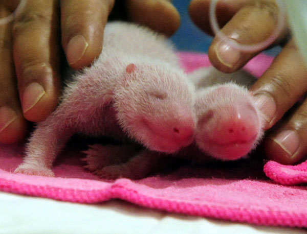 Giant panda twins born in Northwest China