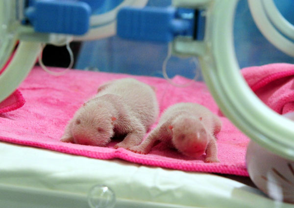 Giant panda twins born in Northwest China