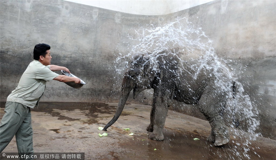 How animals keep cool in scorching heat