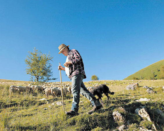 Two injured in wolf attack in Xinjiang