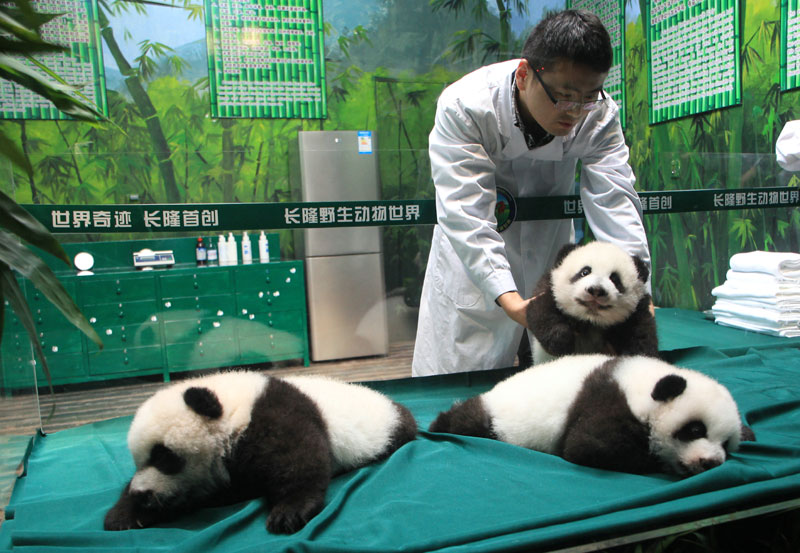 Panda triplets celebrate 100 days