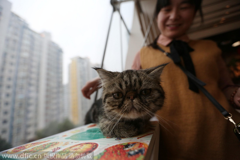 Read to cats