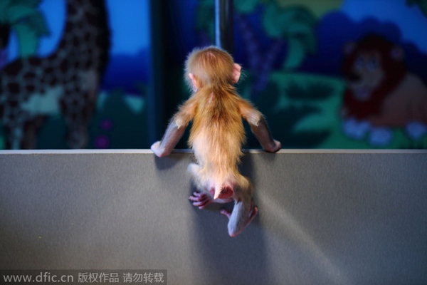 Gymnastic baby monkey wows tourists