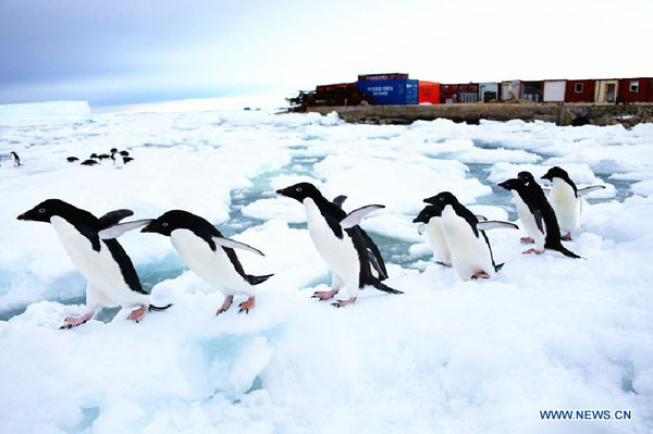 Penguins play near Zhongshan Antarctic Station