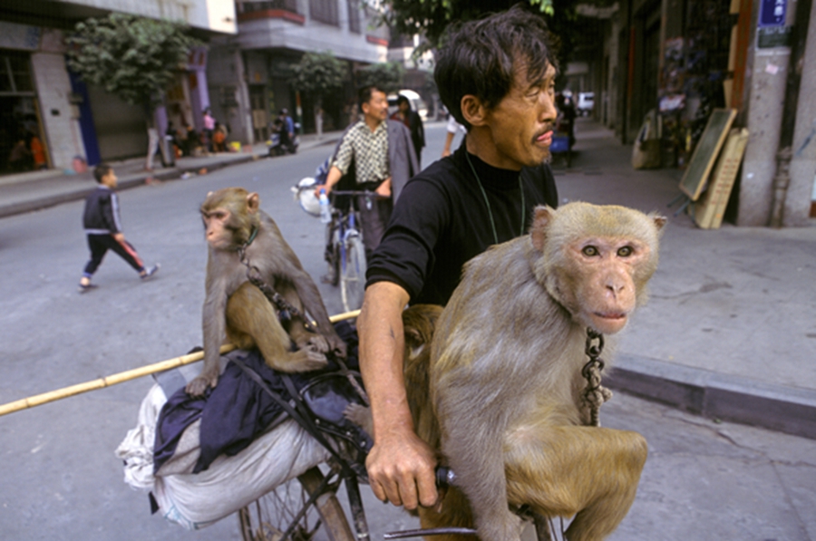 Joy and sorrow of monkey trainers