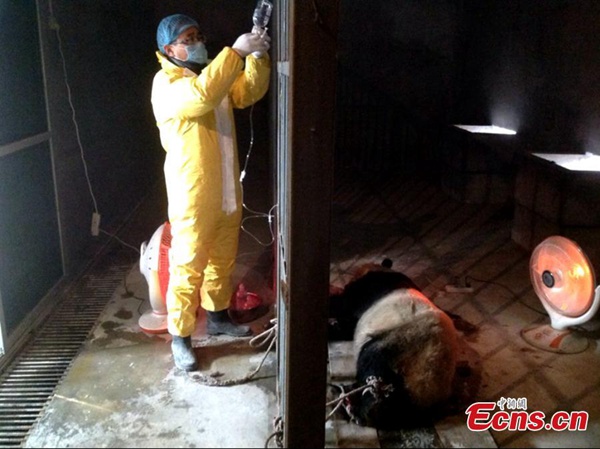 Fourth panda dies of distemper outbreak in Xi'an