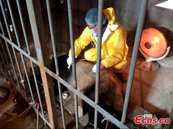 Fourth panda dies of distemper outbreak in Xi'an