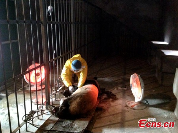 Fourth panda dies of distemper outbreak in Xi'an