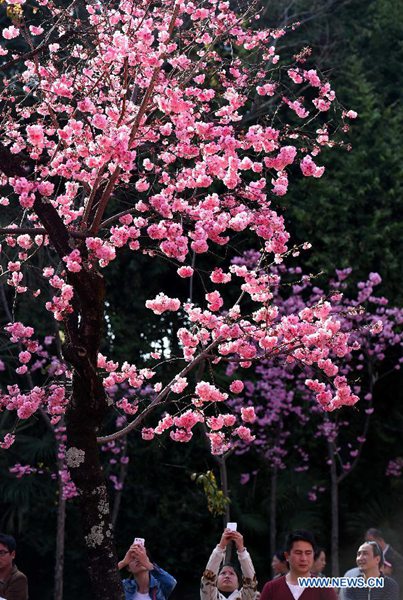 Visitors enjoy cherry blossom in a park in SW China's Yunnan