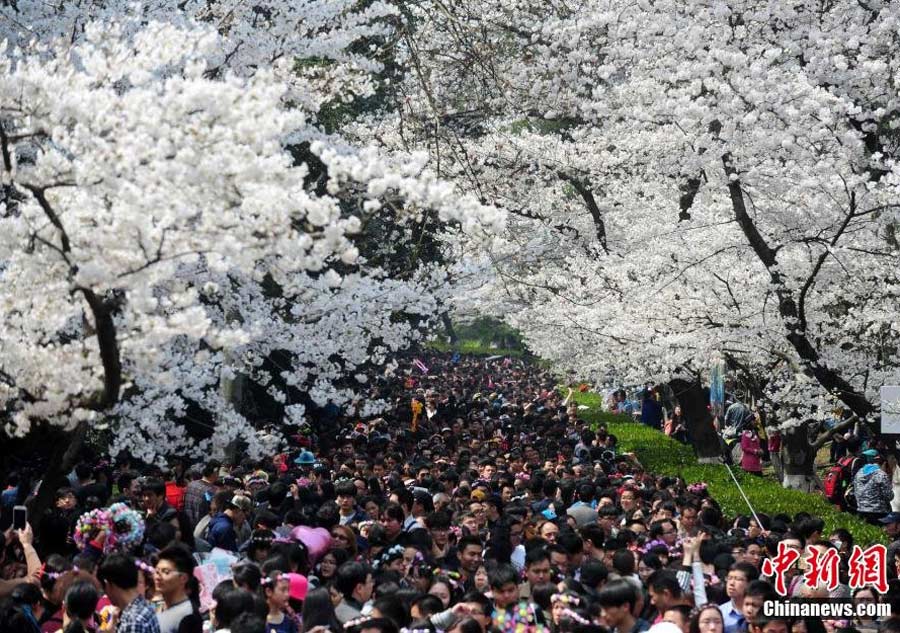 Visitors crowd university to view cherry blossom