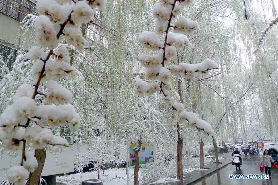 Snowfall hits Xinjiang