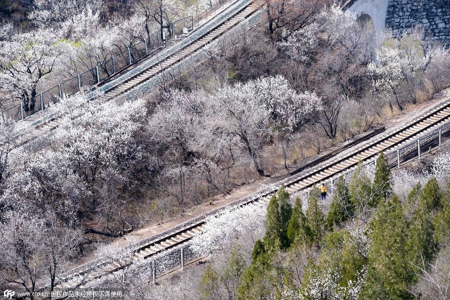 The journey through blossoms