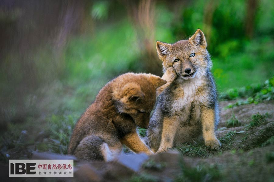 China's first nature image record released