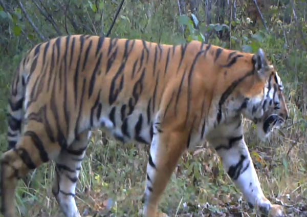 Beijing police cracks down tiger-bone smuggling