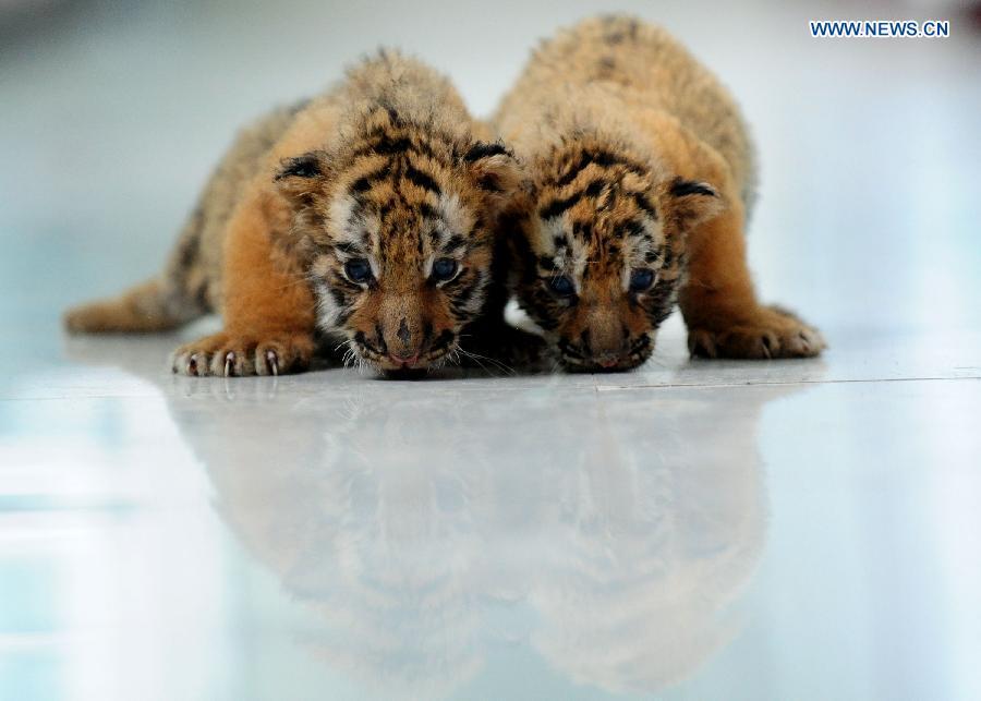 3 Siberian tiger cubs become 1 month old