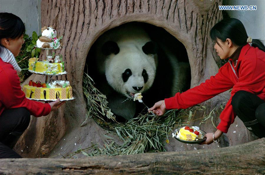 Giant panda Basi celebrates 35th birthday