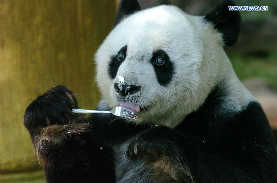 Giant panda Basi celebrates 35th birthday