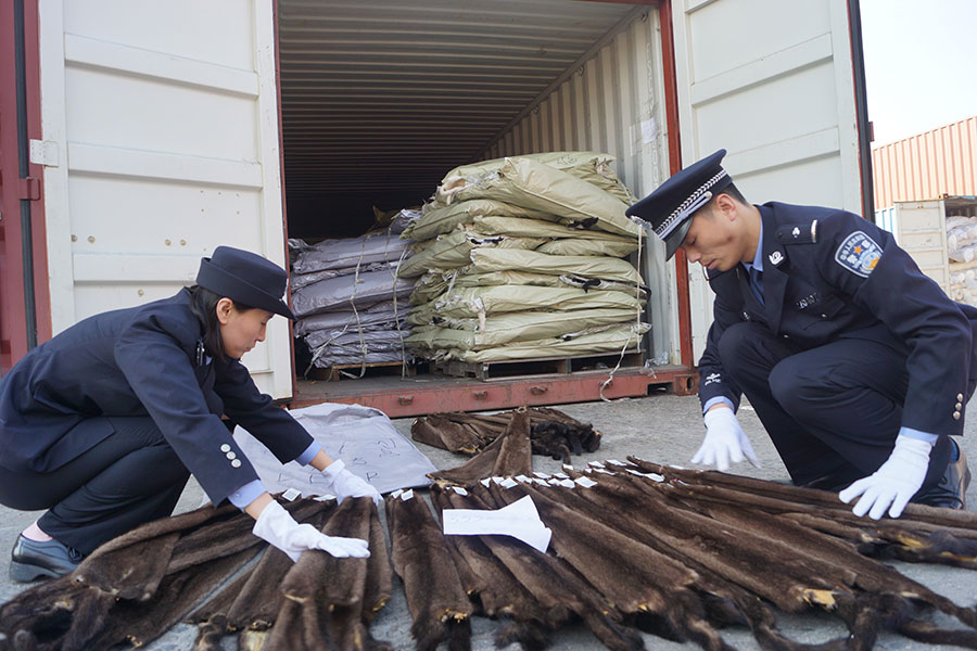 80,000 pieces of marten fur seized by Shanghai customs