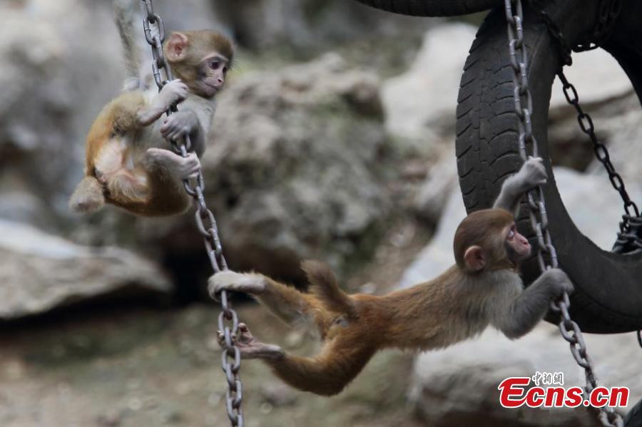 Monkeys huddle to stay warm in cold