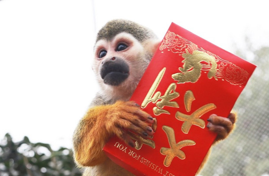 Monkeys scramble for red envelope at Chongqing zoo