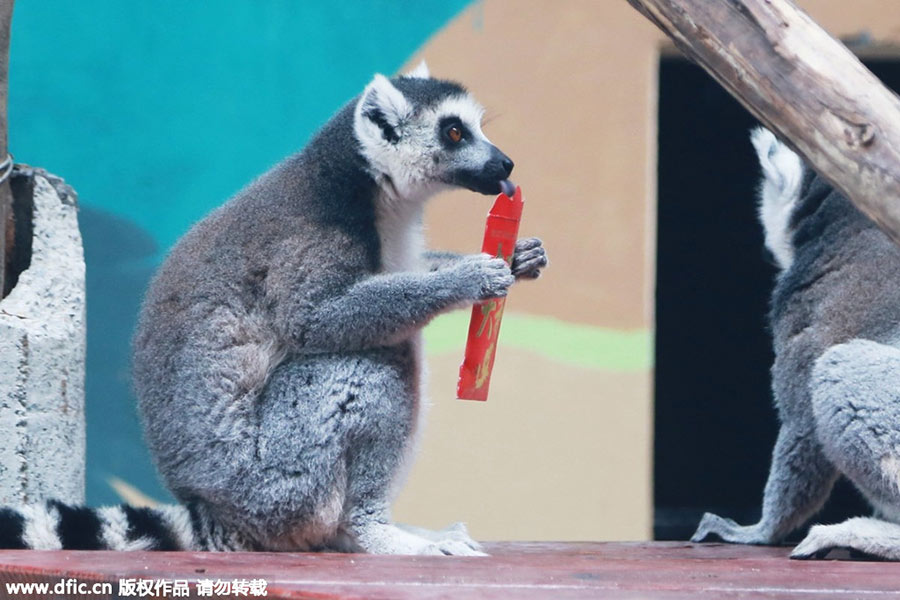 Monkeys scramble for red envelope at Chongqing zoo