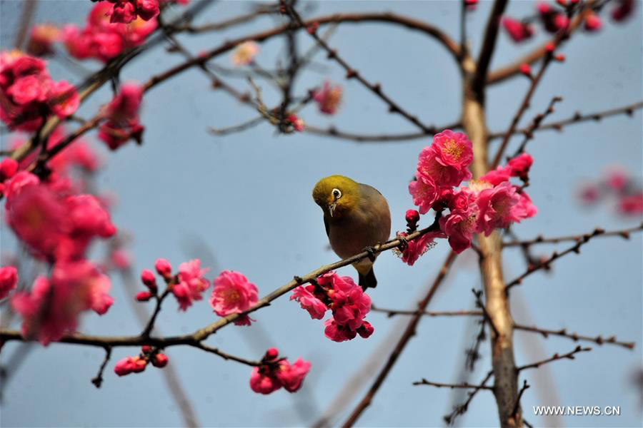 Trees blossom across China as temperature rises