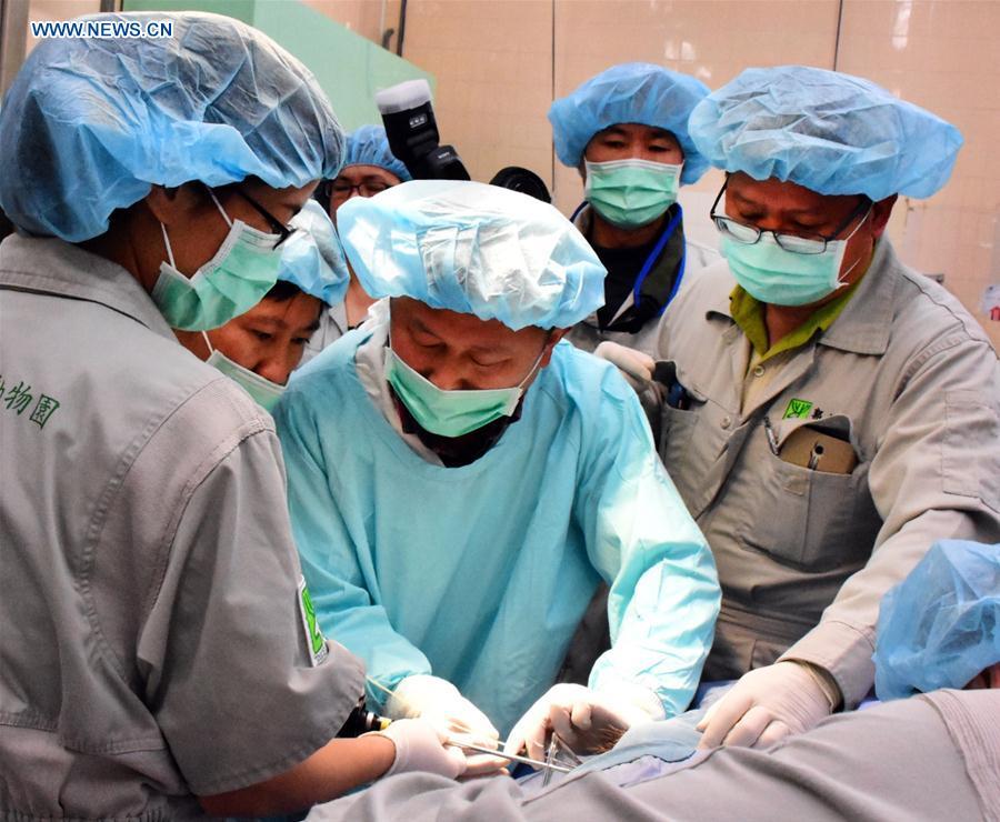 Giant panda receives artificial insemination in Taiwan