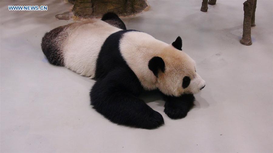 Giant panda receives artificial insemination in Taiwan