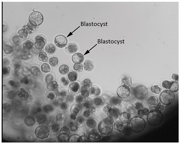 Embryos growing in space a 'giant leap'