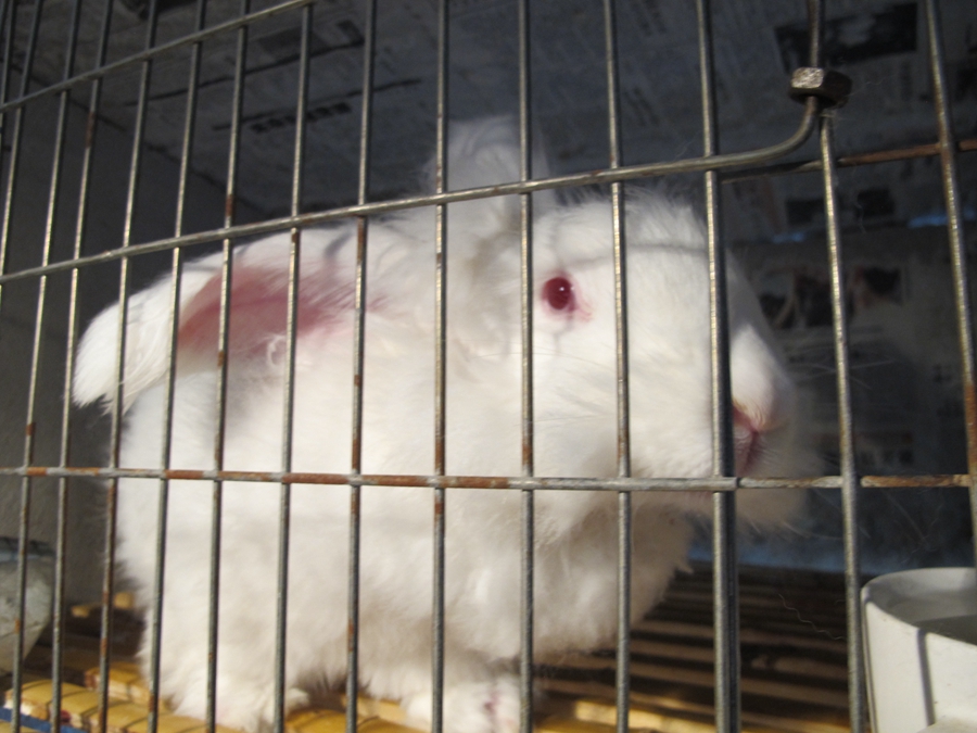 Furry angora rabbits bring rural county out of poverty