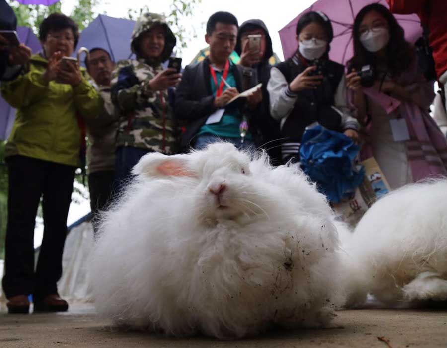 Furry angora rabbits bring rural county out of poverty