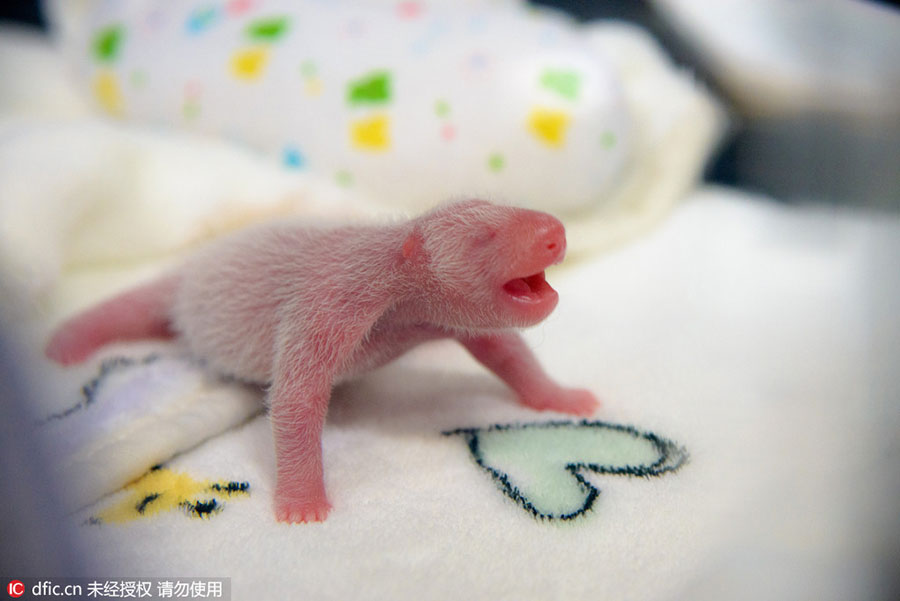 Giant panda in Macao gives birth to twin cubs