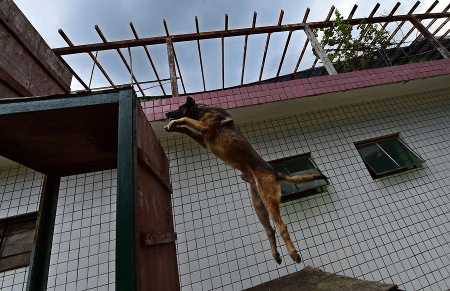 Sniffer dogs play games, train on international anti-drug day