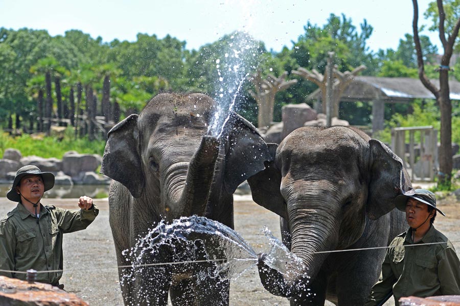 Staying cool at the zoo amid Shanghai heat wave