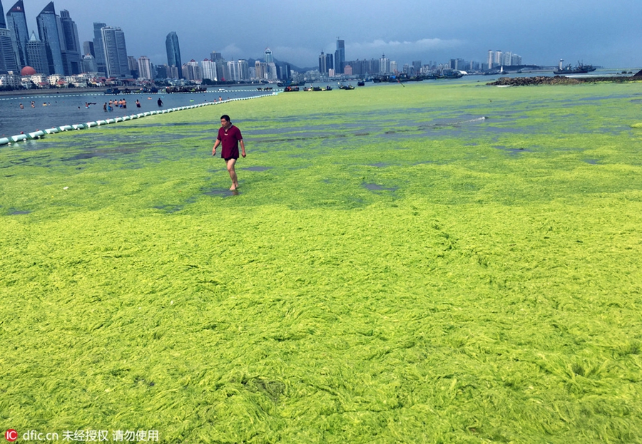 Large amount of sea grass besieges Qingdao