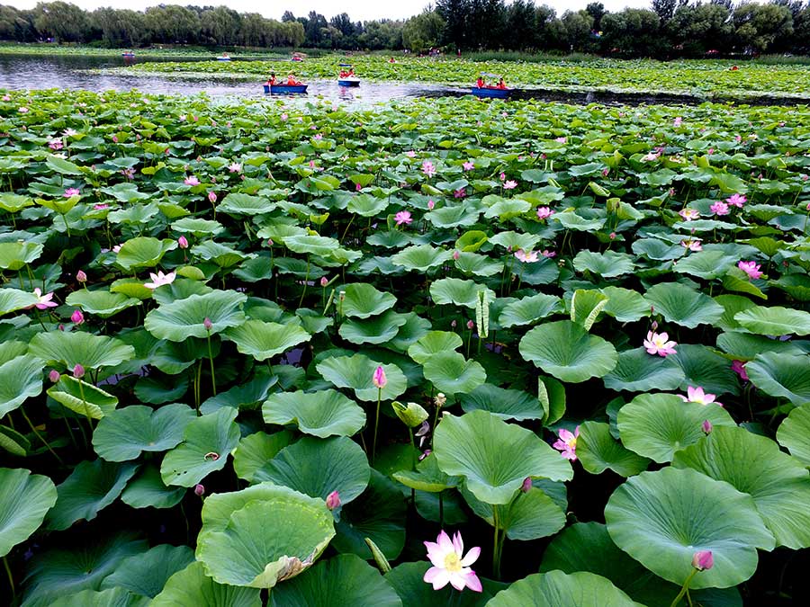 Stunning aerial views of a serene lotus lake