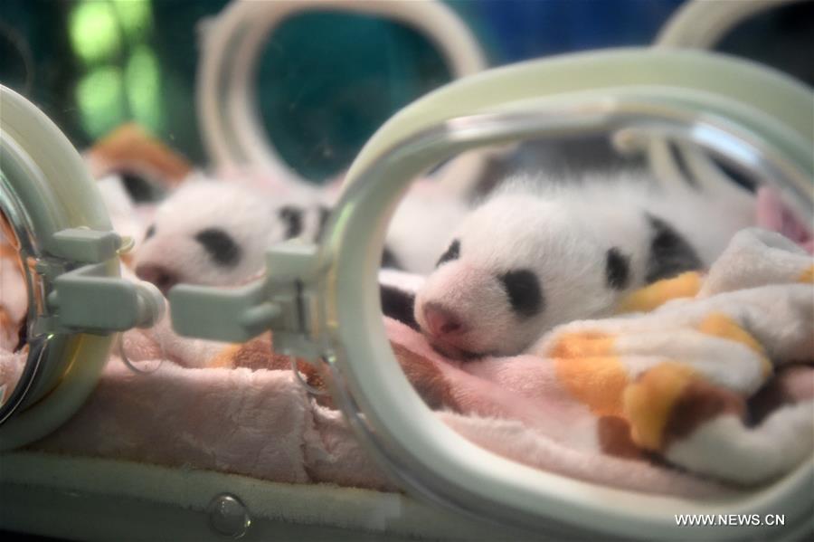 Giant panda twins make debut in SW China