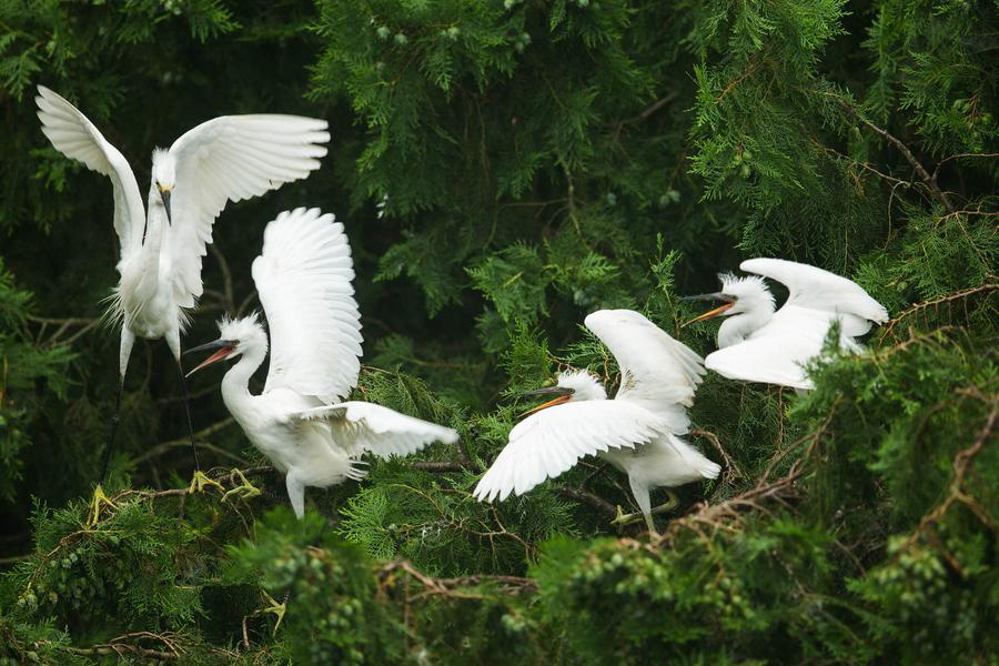 Egrets seen in East China