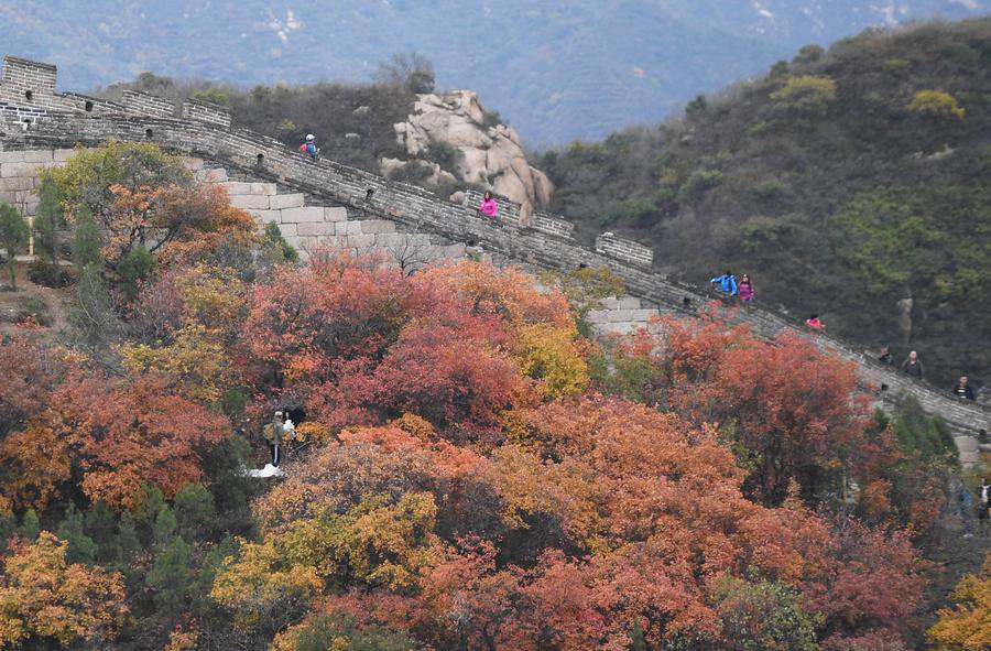 Colorful leaves adorn Great Wall in Beijing