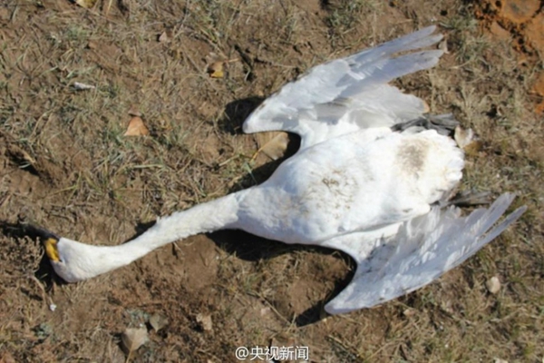 Poaching blamed for 200 swans' death in Inner Mongolia