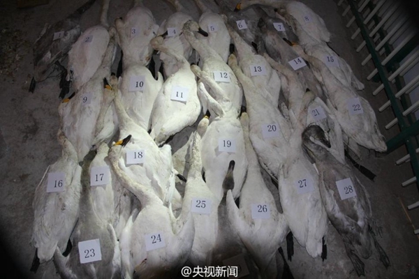 Poaching blamed for 200 swans' death in Inner Mongolia