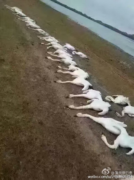 Poaching blamed for 200 swans' death in Inner Mongolia