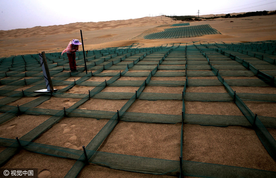 20m trees planted in desert to protect road