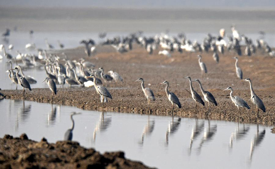 China's big lakes welcome winter migrants