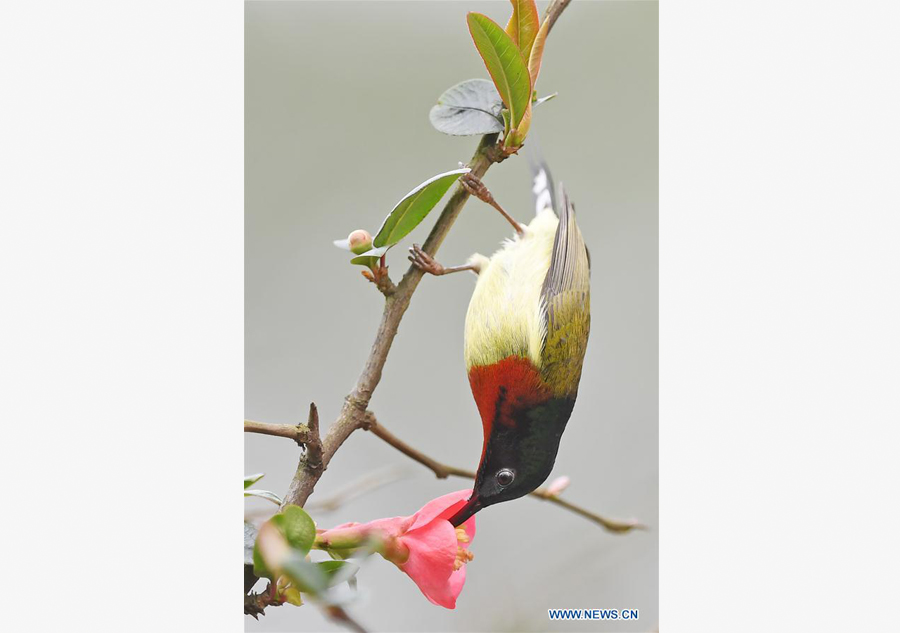 Early blooming flowers herald spring