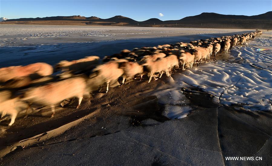 Annual migration of herds of sheep across world's highest lakes