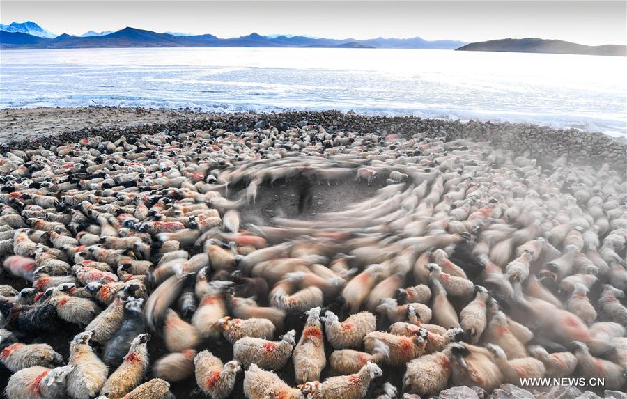 Annual migration of herds of sheep across world's highest lakes