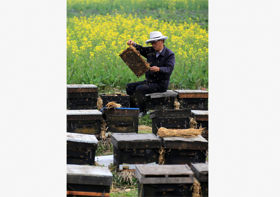 Bee keepers harvest sweetness as spring comes